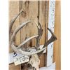 Image 3 : Crazy Wild Nontypical Whitetail Antlers On Skull