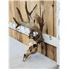 Image 4 : Crazy Wild Nontypical Whitetail Antlers On Skull
