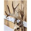 Image 5 : Crazy Wild Nontypical Whitetail Antlers On Skull