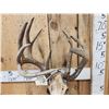 Image 6 : Crazy Wild Nontypical Whitetail Antlers On Skull