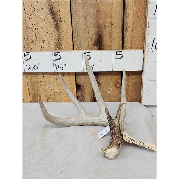 77 5/8" Wild Whitetail Shed Antler