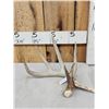 Image 1 : 77 5/8" Wild Whitetail Shed Antler