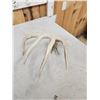 Image 3 : 77 5/8" Wild Whitetail Shed Antler