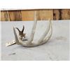 Image 4 : 77 5/8" Wild Whitetail Shed Antler