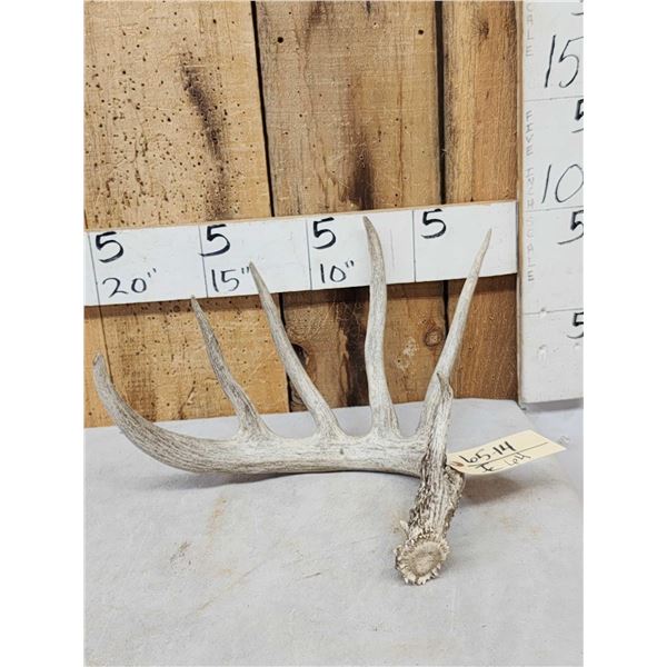 87 5/8" Wild Kansas Whitetail Shed Antler