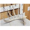 Image 2 : 87 5/8" Wild Kansas Whitetail Shed Antler