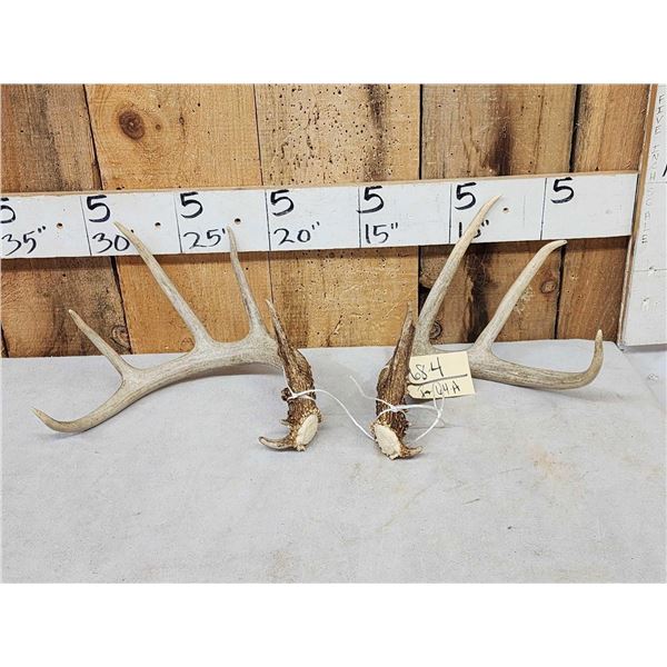 Nice Set Of 4x5 Wild Whitetail Shed Antlers