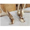Image 4 : Nice Set Of 4x5 Wild Whitetail Shed Antlers