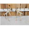 Image 5 : Nice Set Of 4x5 Wild Whitetail Shed Antlers