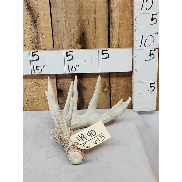 76 4/8" Wild Iowa Whitetail Shed Antler