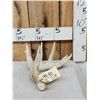 Image 1 : 76 4/8" Wild Iowa Whitetail Shed Antler