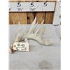 Image 2 : 76 4/8" Wild Iowa Whitetail Shed Antler