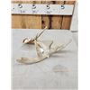 Image 3 : 76 4/8" Wild Iowa Whitetail Shed Antler