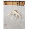 Image 4 : 76 4/8" Wild Iowa Whitetail Shed Antler