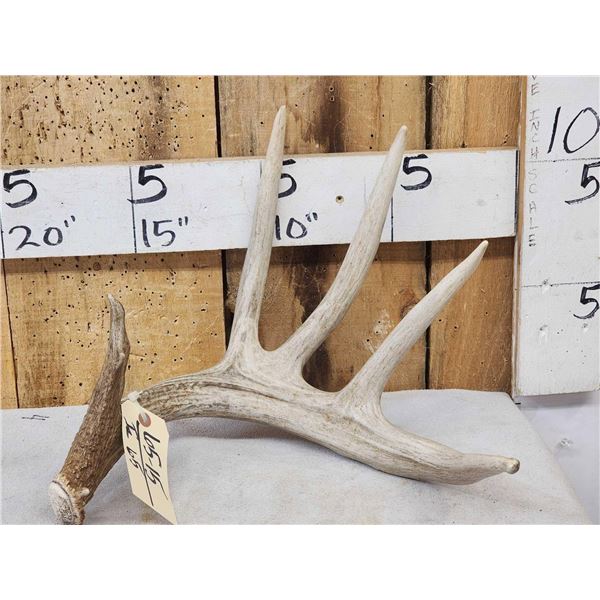 81 6/8" Kansas Whitetail Shed Antler