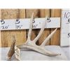 Image 1 : 81 6/8" Kansas Whitetail Shed Antler