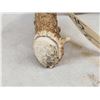 Image 2 : 81 6/8" Kansas Whitetail Shed Antler