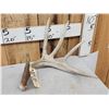 Image 3 : 81 6/8" Kansas Whitetail Shed Antler