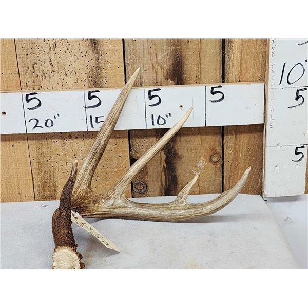 Wild 5 Point Whitetail Shed Antler