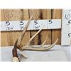 Image 1 : Wild 5 Point Whitetail Shed Antler