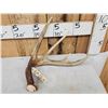 Image 2 : Wild 5 Point Whitetail Shed Antler