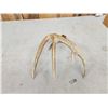 Image 4 : Wild 5 Point Whitetail Shed Antler