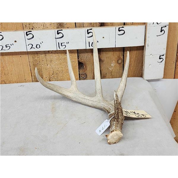 77 5/8" Wild Whitetail Shed Antler