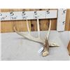 Image 1 : 77 5/8" Wild Whitetail Shed Antler