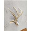 Image 3 : 77 5/8" Wild Whitetail Shed Antler