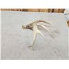 Image 4 : 77 5/8" Wild Whitetail Shed Antler