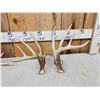Image 2 : 2 Sets Of Whitetail Shed Antlers