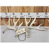Image 3 : 2 Sets Of Whitetail Shed Antlers