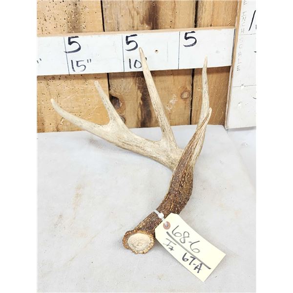 Wild 5 Point Whitetail Shed Antler