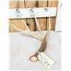 Image 1 : Wild 5 Point Whitetail Shed Antler