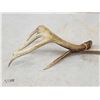 Image 3 : Wild 5 Point Whitetail Shed Antler