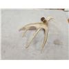 Image 4 : Wild 5 Point Whitetail Shed Antler
