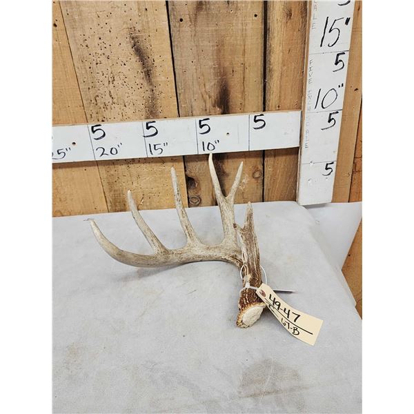 77 2/8" Wild Whitetail Shed Antler