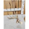 Image 1 : 77 2/8" Wild Whitetail Shed Antler