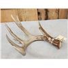 Image 2 : 77 2/8" Wild Whitetail Shed Antler