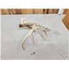 Image 3 : 77 2/8" Wild Whitetail Shed Antler
