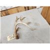 Image 4 : 77 2/8" Wild Whitetail Shed Antler