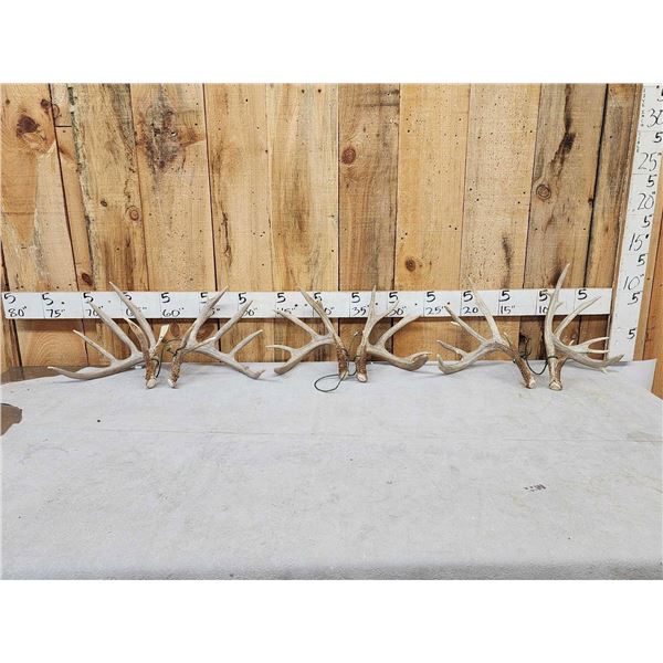 3 Sets Of Whitetail Shed Antlers