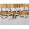 Image 3 : 3 Sets Of Whitetail Shed Antlers