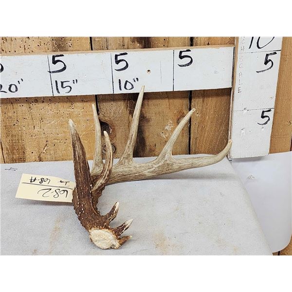Main Frame Wild 5 Point Whitetail Shed Antler