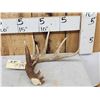 Image 1 : Main Frame Wild 5 Point Whitetail Shed Antler