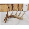 Image 2 : Main Frame Wild 5 Point Whitetail Shed Antler