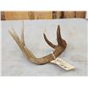 Image 3 : Main Frame Wild 5 Point Whitetail Shed Antler