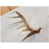 Image 4 : Main Frame Wild 5 Point Whitetail Shed Antler