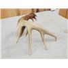 Image 5 : Main Frame Wild 5 Point Whitetail Shed Antler