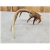 Image 6 : Main Frame Wild 5 Point Whitetail Shed Antler